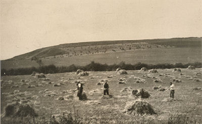 Corn Cutting