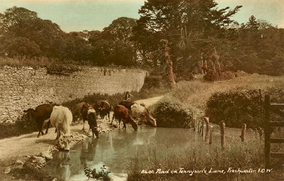 Pond in Tennyson Lane, Freshwater