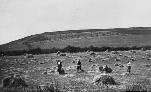 Corn Cutting